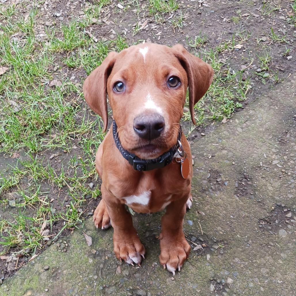 Preston, Adoptable, Puppy Male Mixed Breed & Doberman Pinscher.