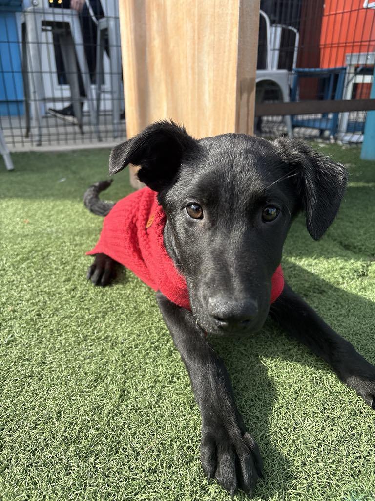 Waffle, Adopted, Young Male German Shepherd Dog & Flat-Coated Retriever.