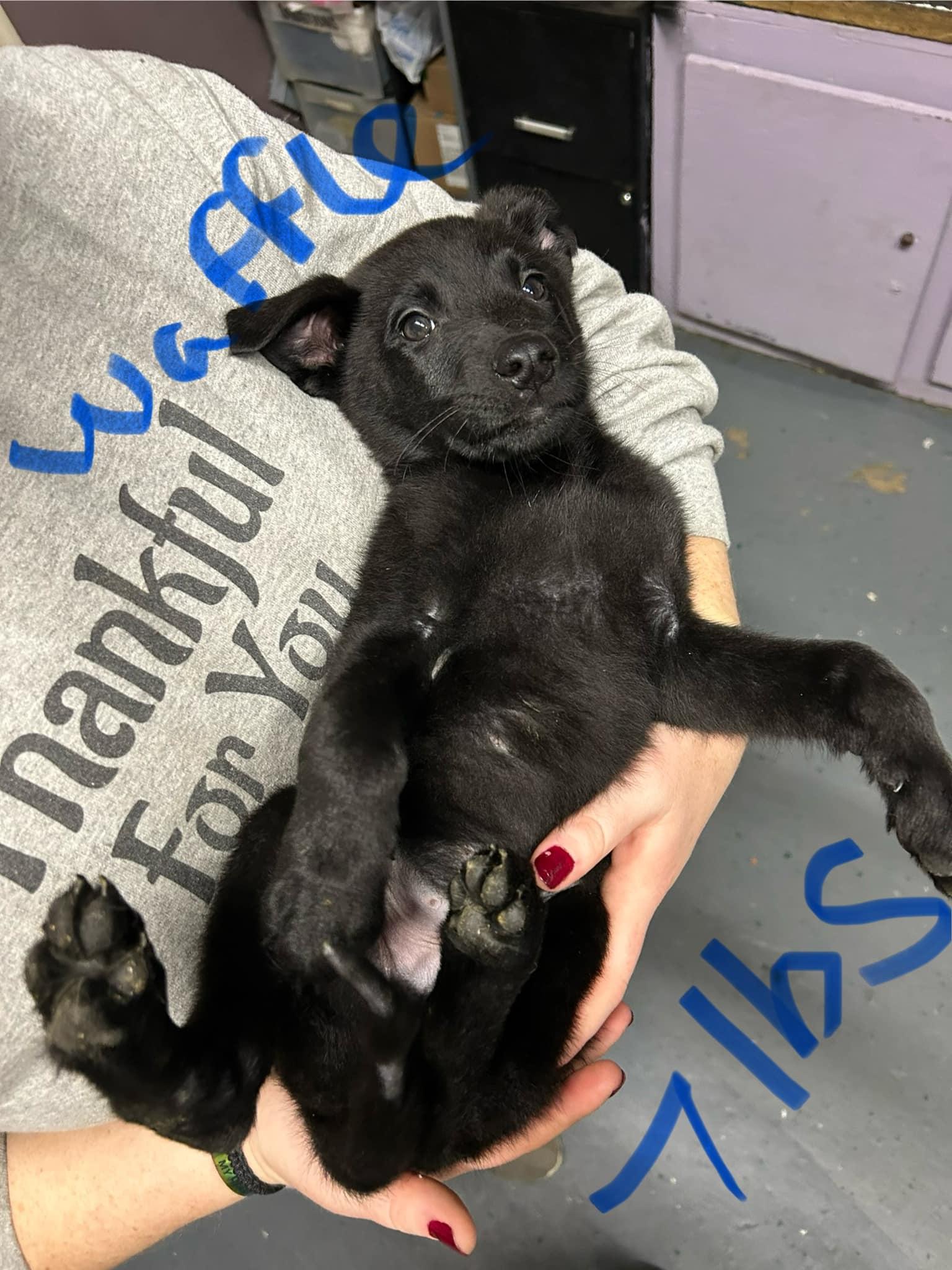 Enlarge Waffle, a Adopted mixed breed in Kansas City, MO image 2/3