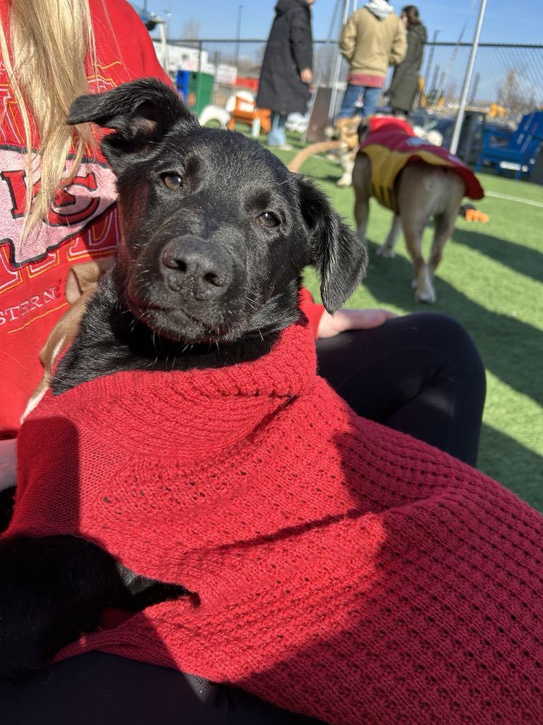 Enlarge Waffle, a Adopted mixed breed in Kansas City, MO image 3/3