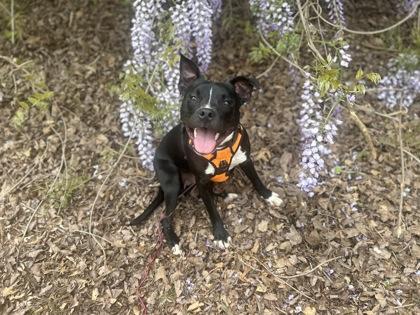 Kumar, Adoptable, Adult Male Pit Bull Terrier & Mixed Breed.