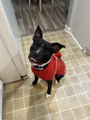 Enlarge Kumar, a Adoptable mixed breed in Atlanta, GA image 2/3