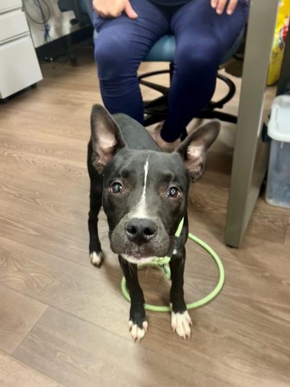 Kumar, a Adoptable mixed breed in Atlanta, GA image 3/3