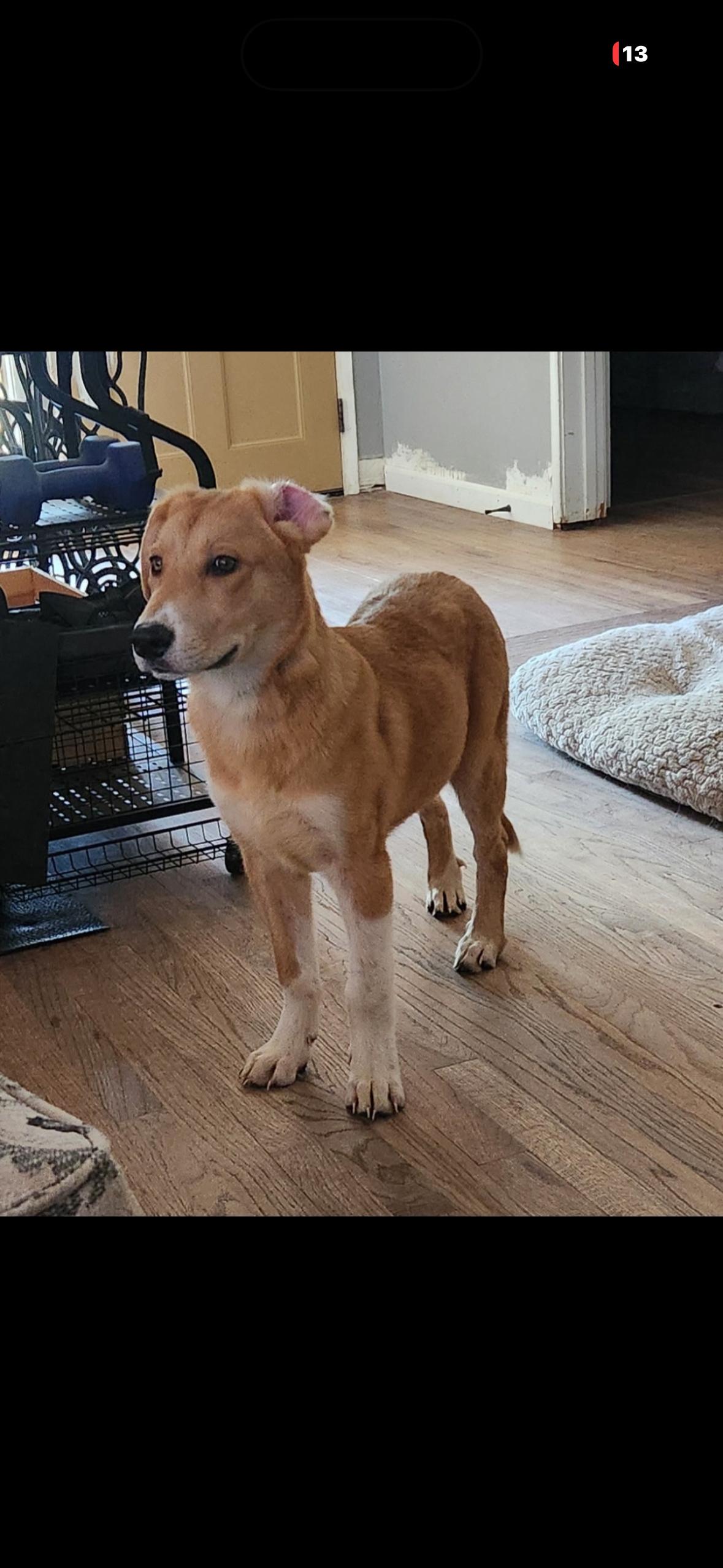 Max, a ADOPTABLE mixed breed in Hayward, CA image 5/6
