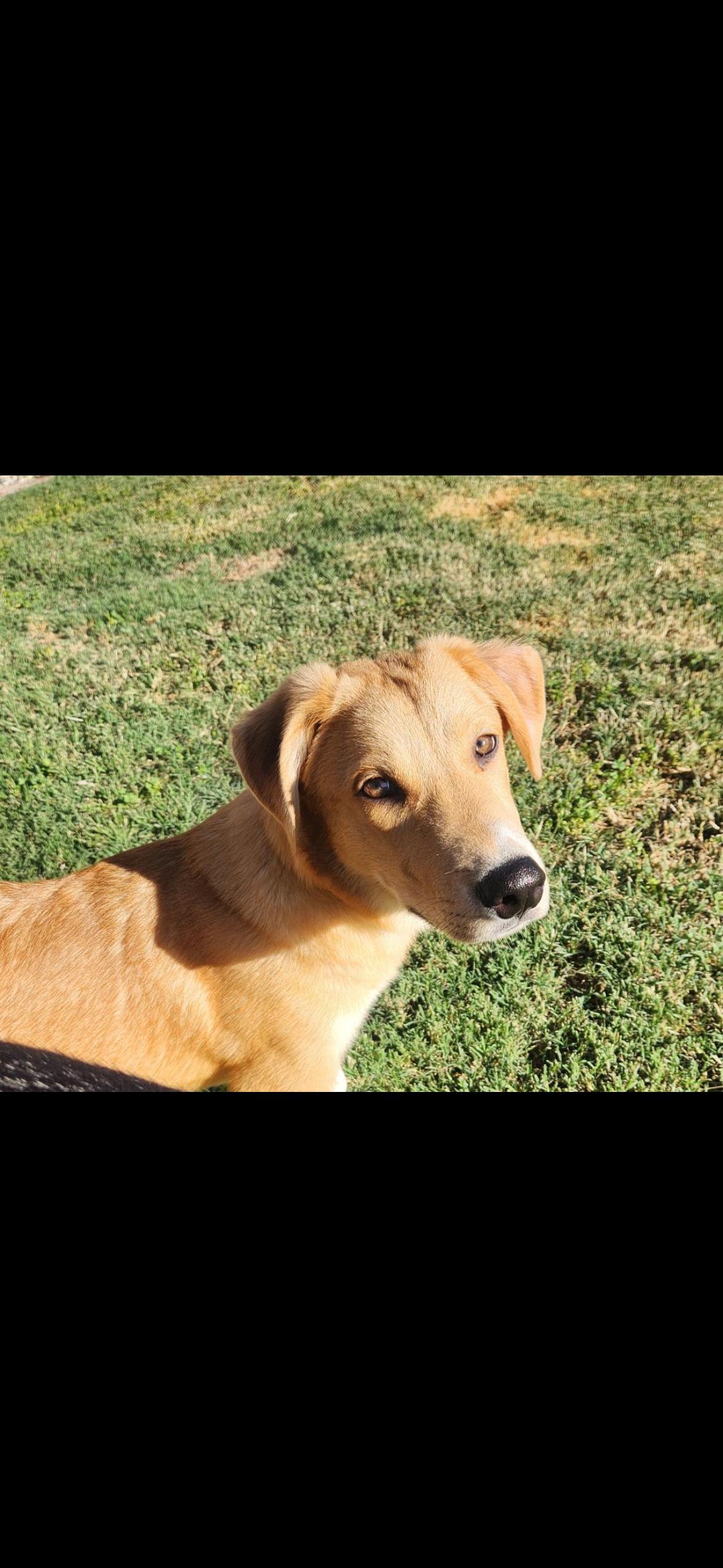Max, a ADOPTABLE mixed breed in Hayward, CA image 6/6