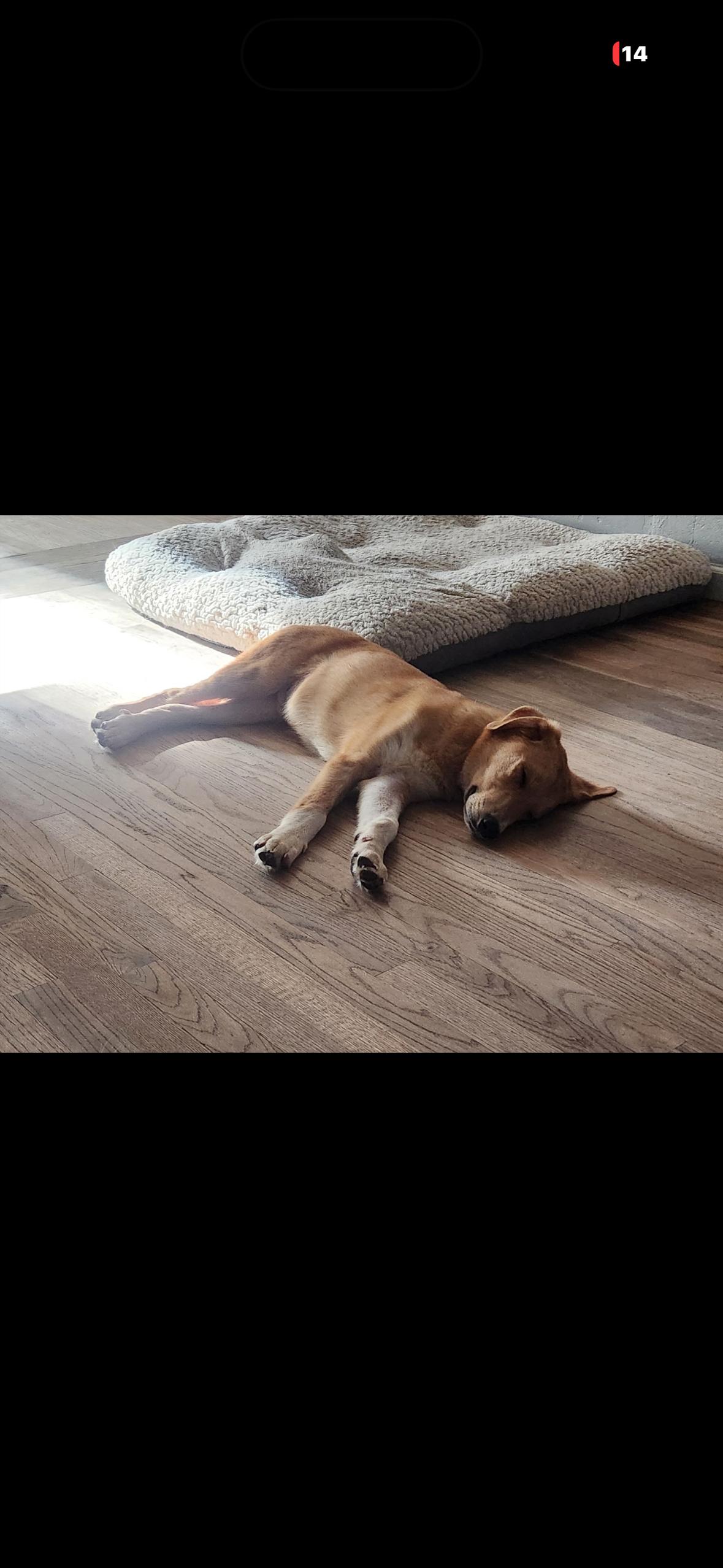 Max, a ADOPTABLE mixed breed in Hayward, CA image 4/6