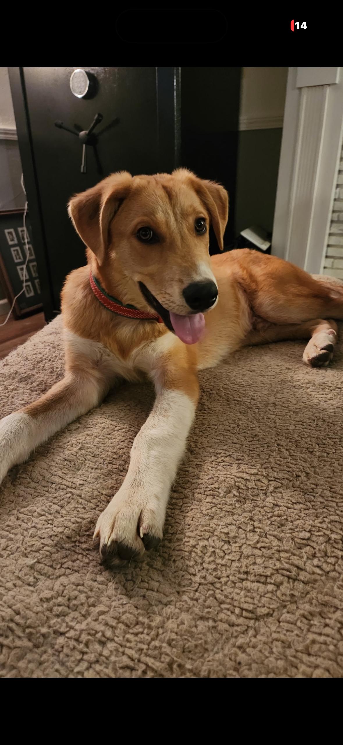 Max, a ADOPTABLE mixed breed in Hayward, CA image 1/6