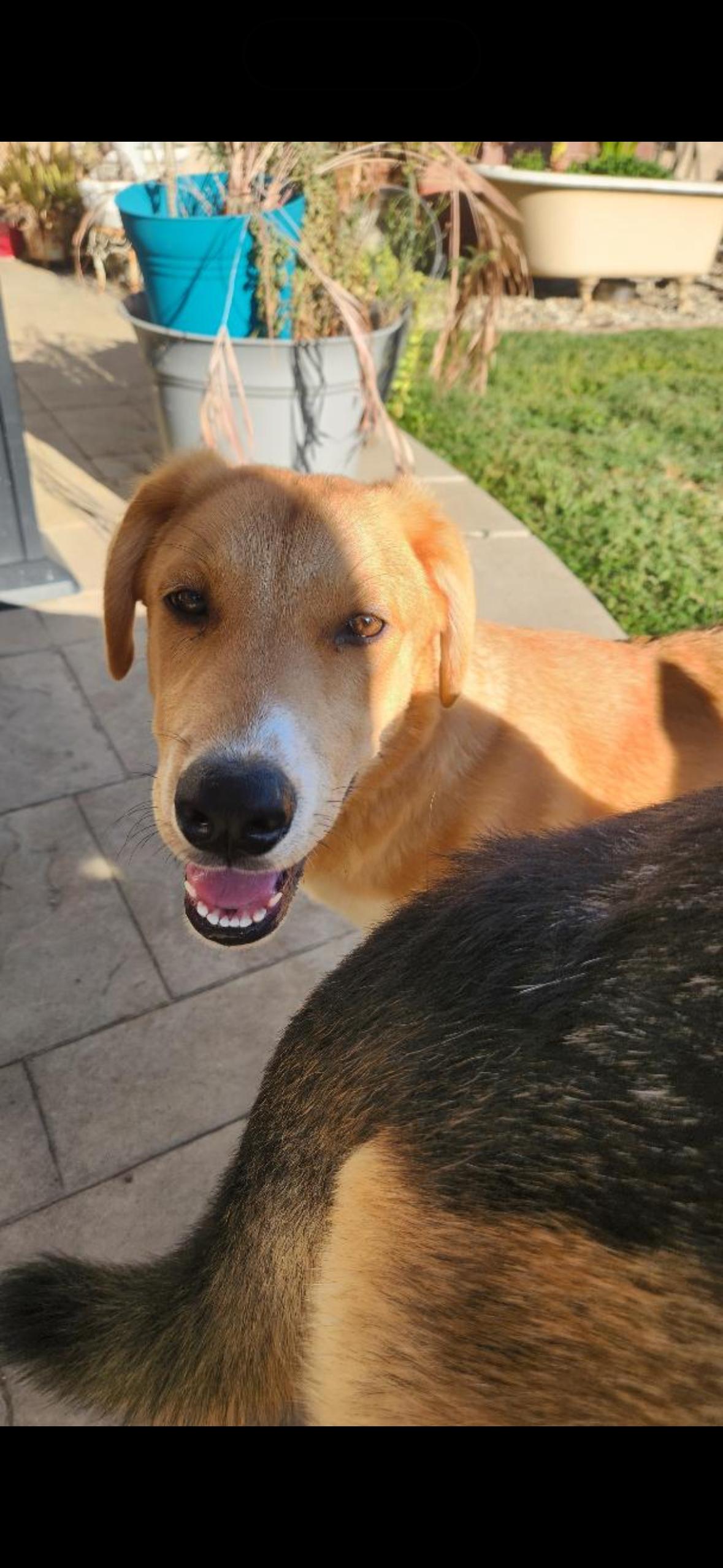 Max, a ADOPTABLE mixed breed in Hayward, CA image 2/6