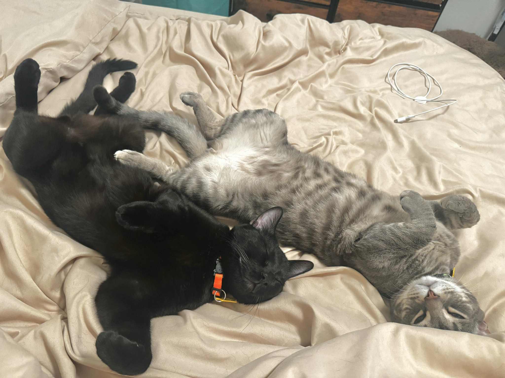 Barney and Bamm-Bamm- bonded pair VERY SWEET