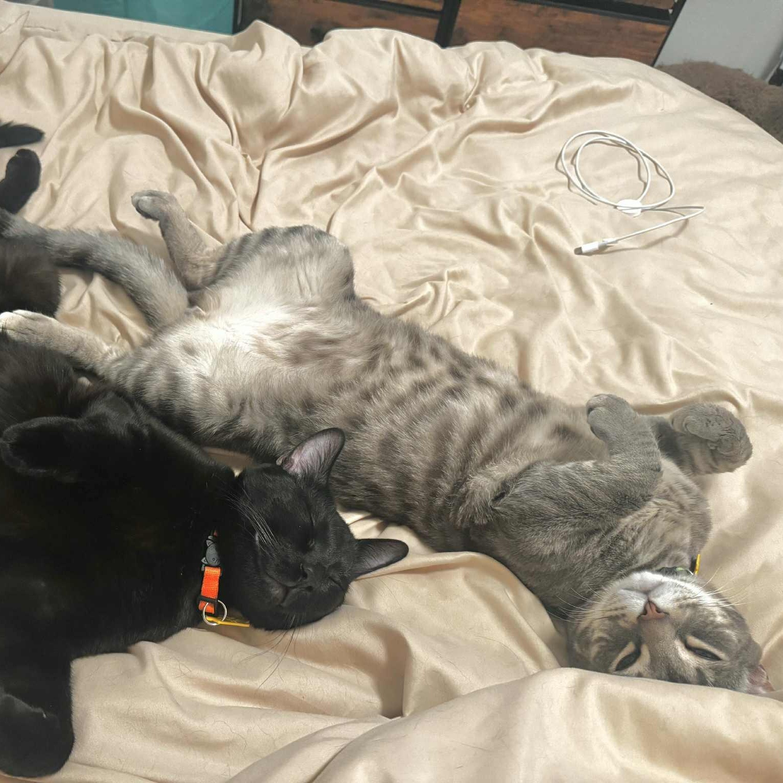 Barney and Bamm-Bamm- bonded pair VERY SWEET