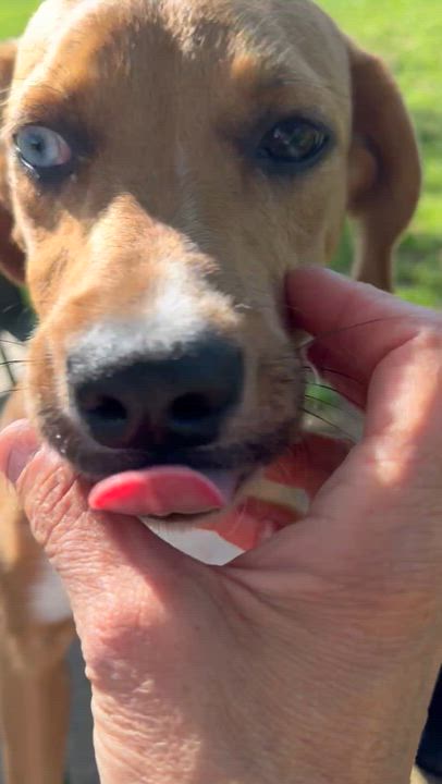 Enlarge Skye aka Renee, a Adoptable mixed breed in Milford , CT video 6/6