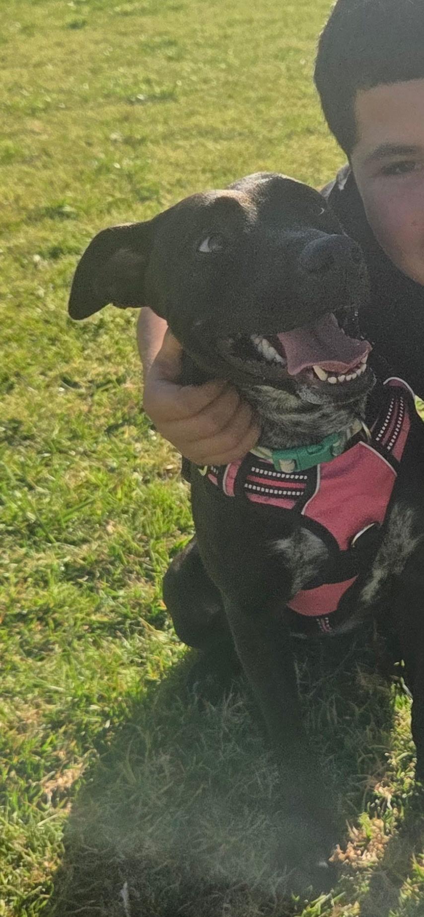 Daisy, an adoptable mixed breed in Los Angeles, CA image 2/6