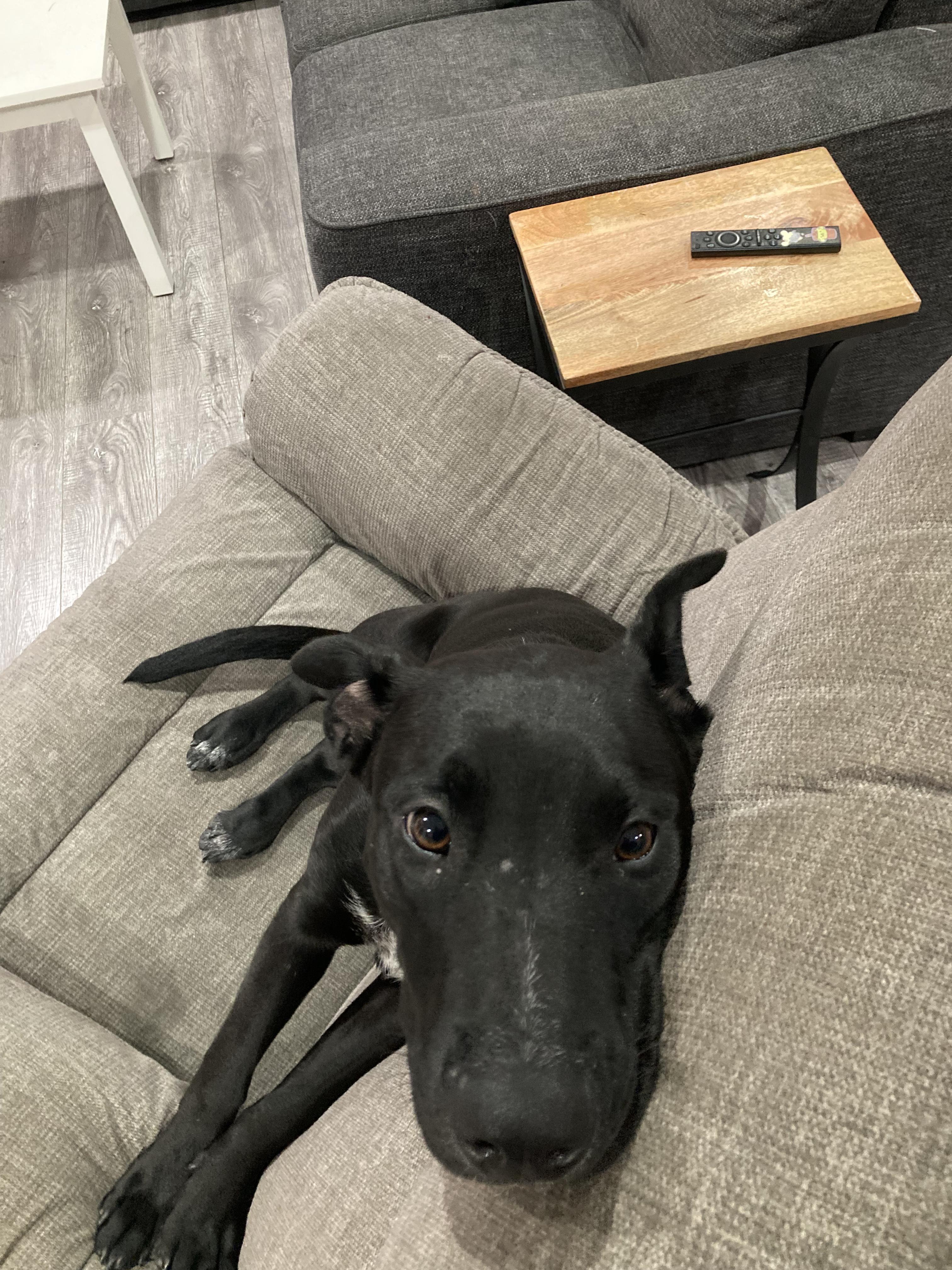 Daisy, an adoptable mixed breed in Los Angeles, CA image 6/6