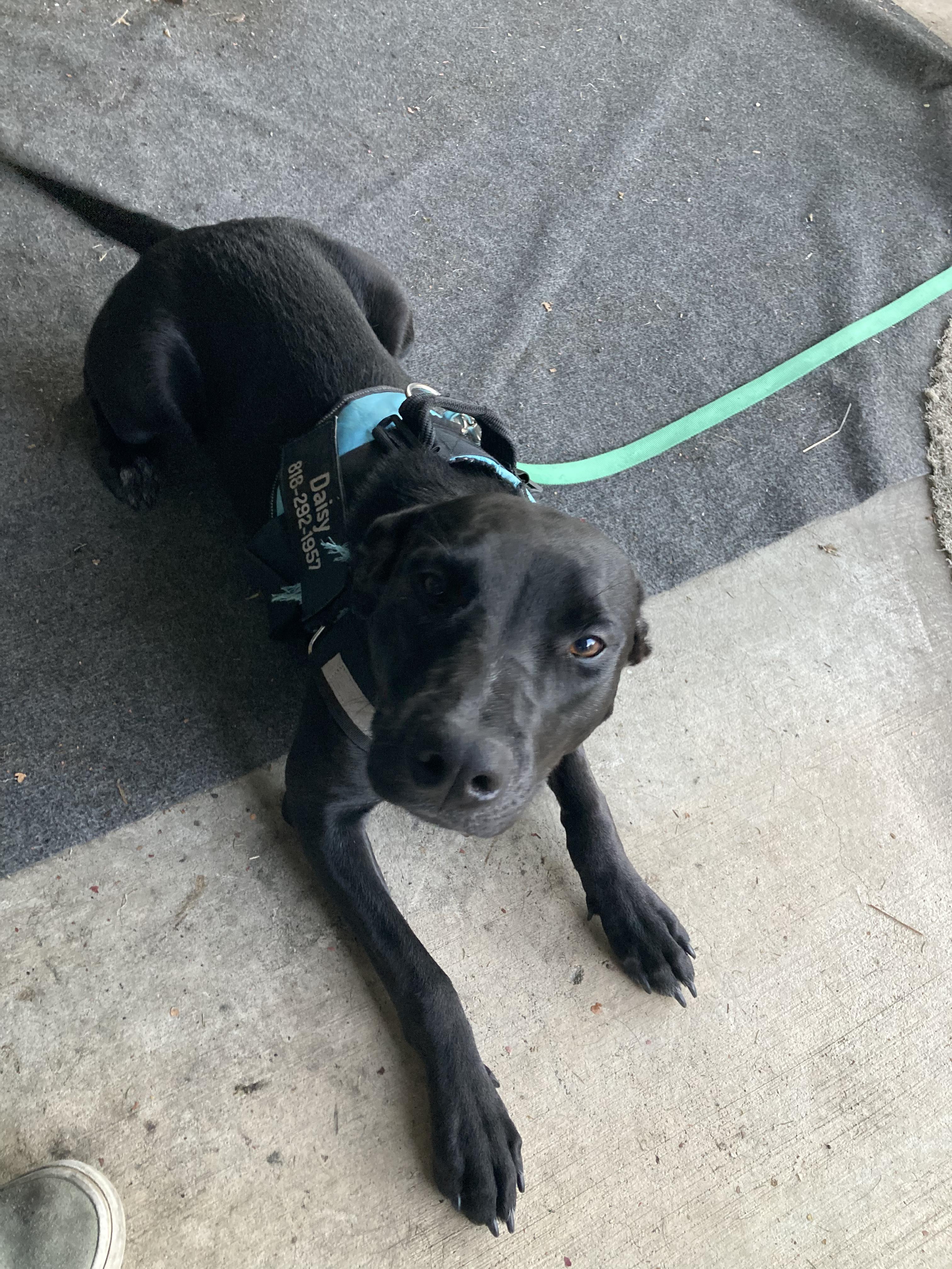 Daisy, an adoptable mixed breed in Los Angeles, CA image 5/6