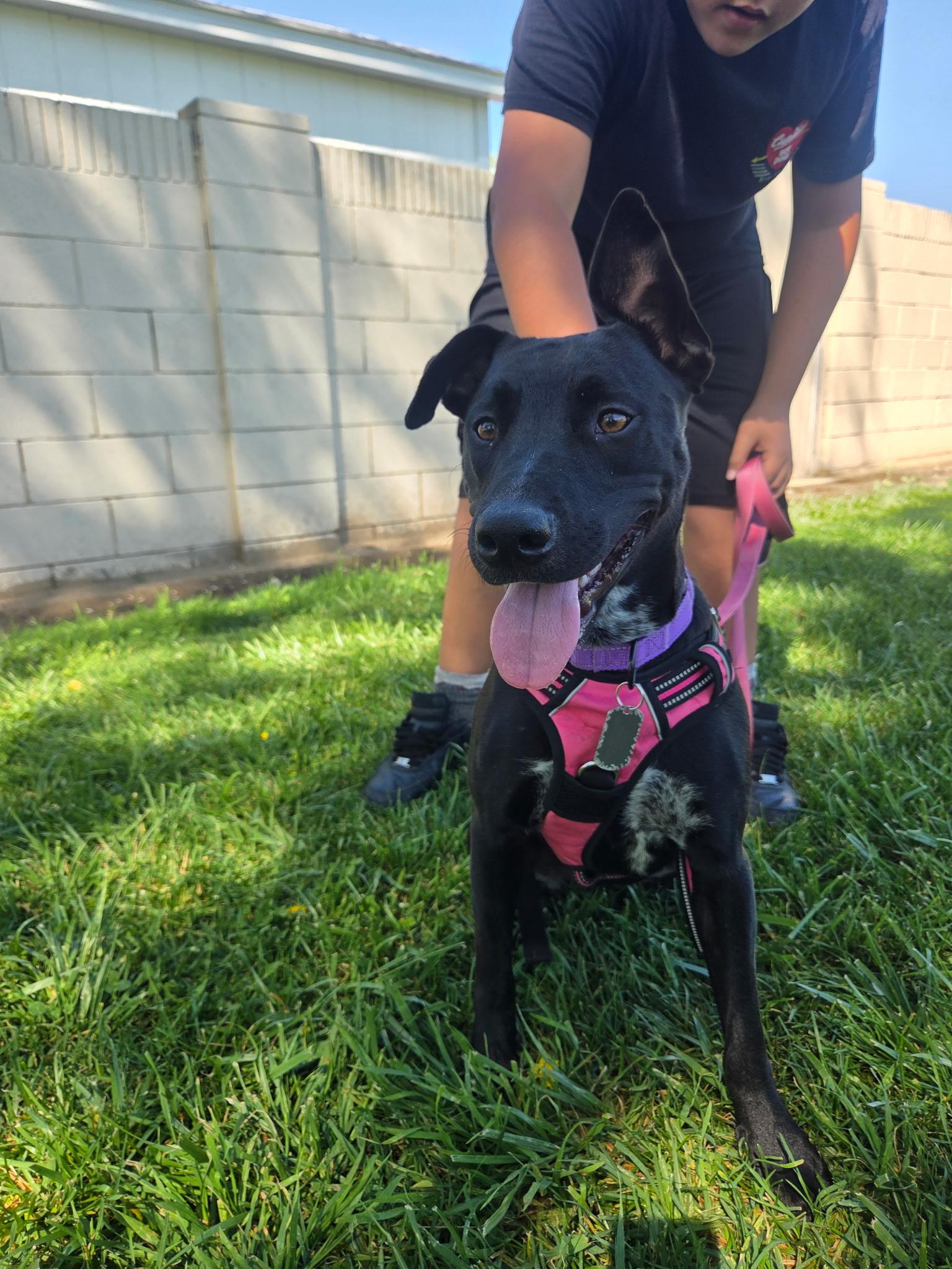 Daisy, adoptable, Young Female Black Labrador Retriever & Belgian Shepherd / Malinois.