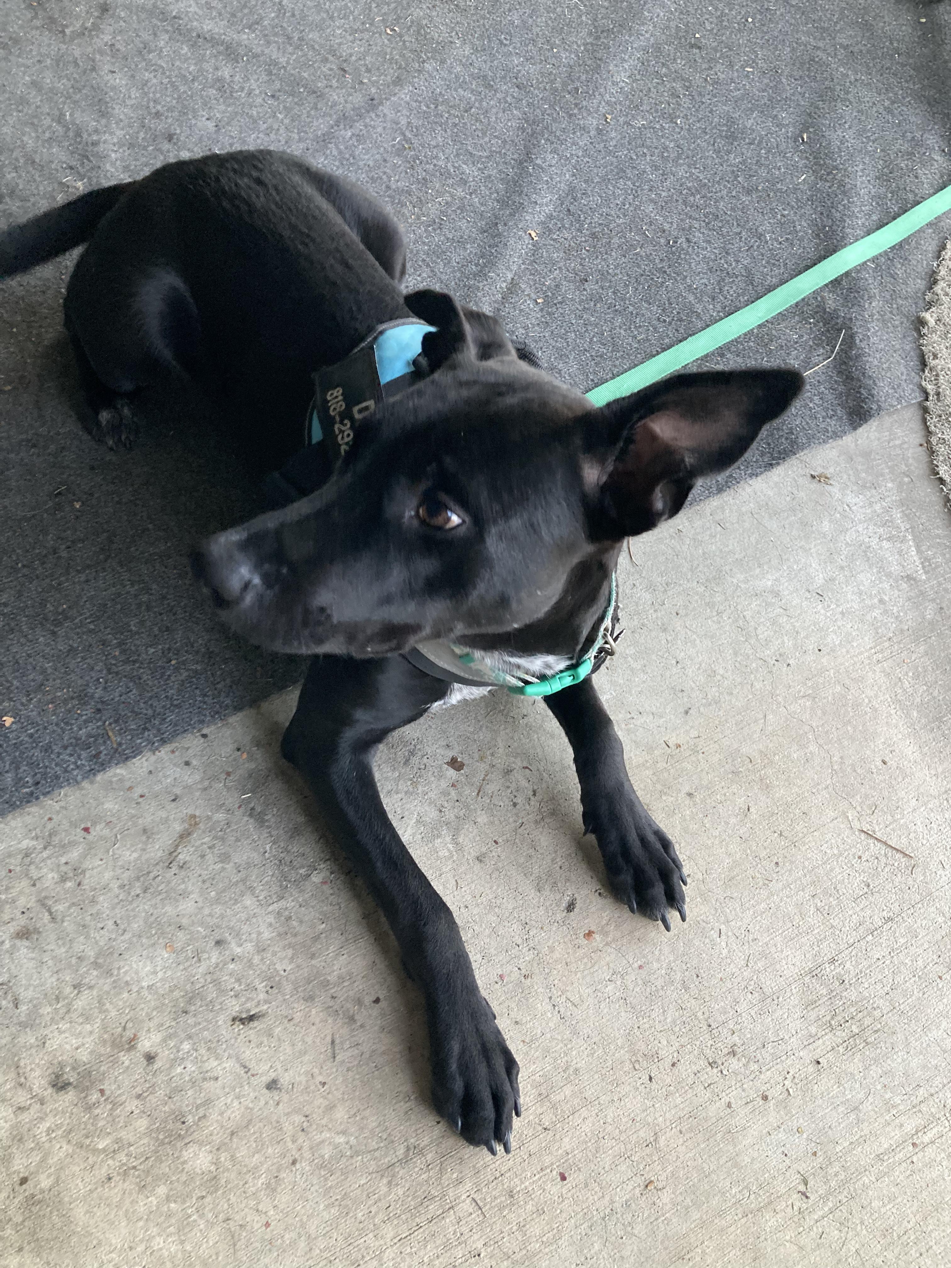 Daisy, an adoptable mixed breed in Los Angeles, CA image 3/6