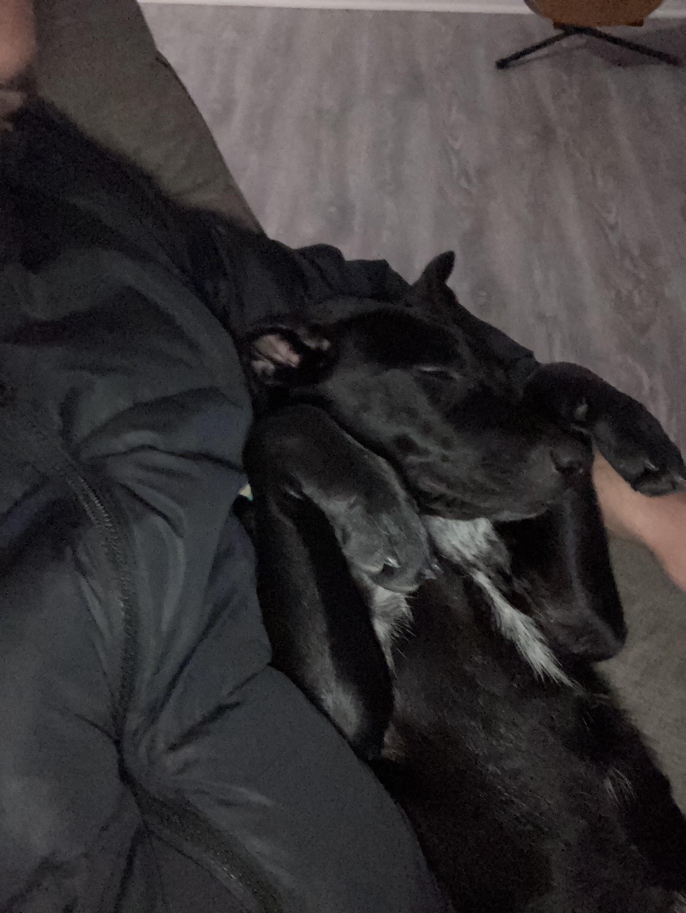 Daisy, an adoptable mixed breed in Los Angeles, CA image 4/6