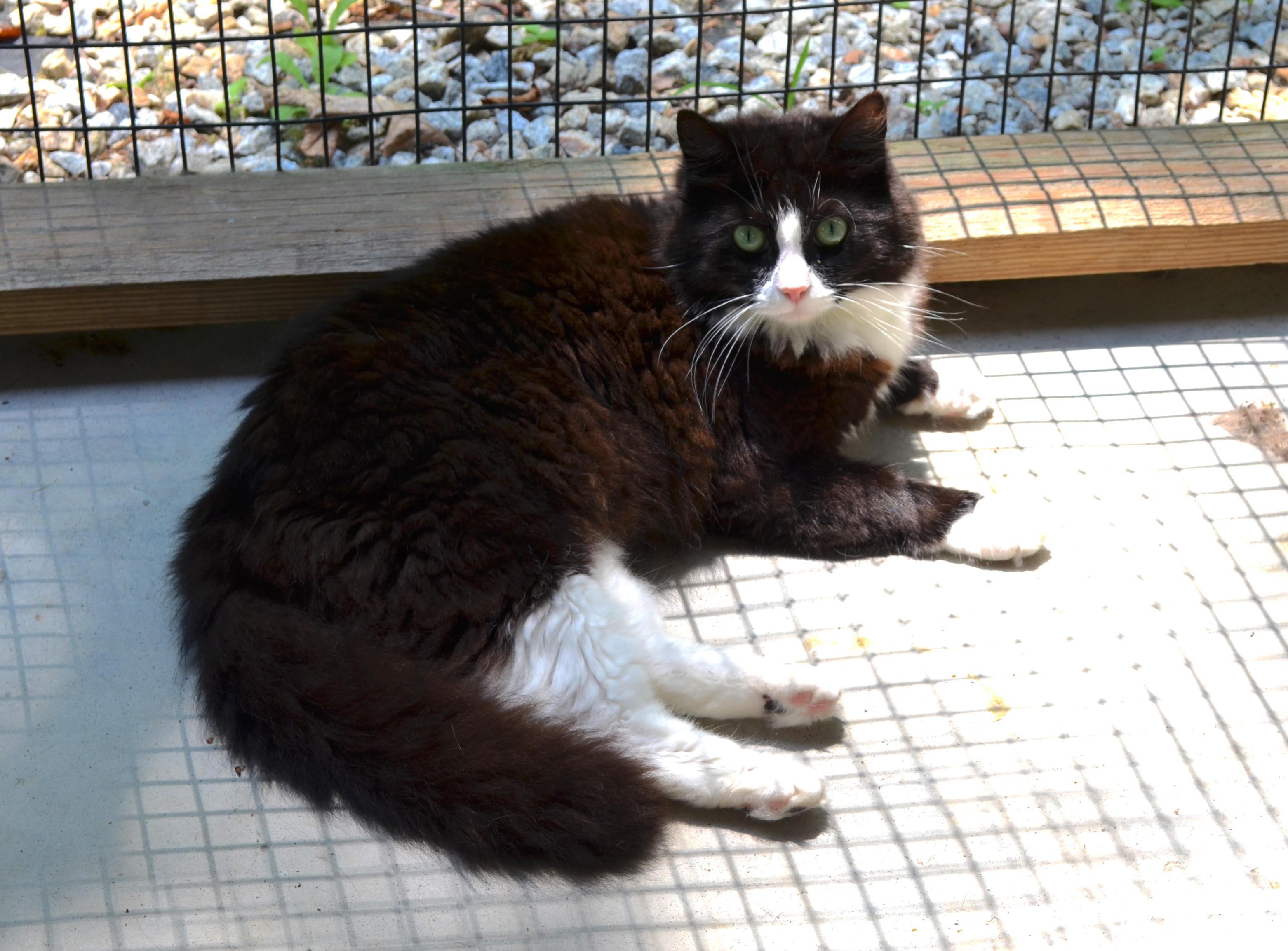 Bridget, a Adoptable Domestic Long Hair in Westbrook, CT image 1/3