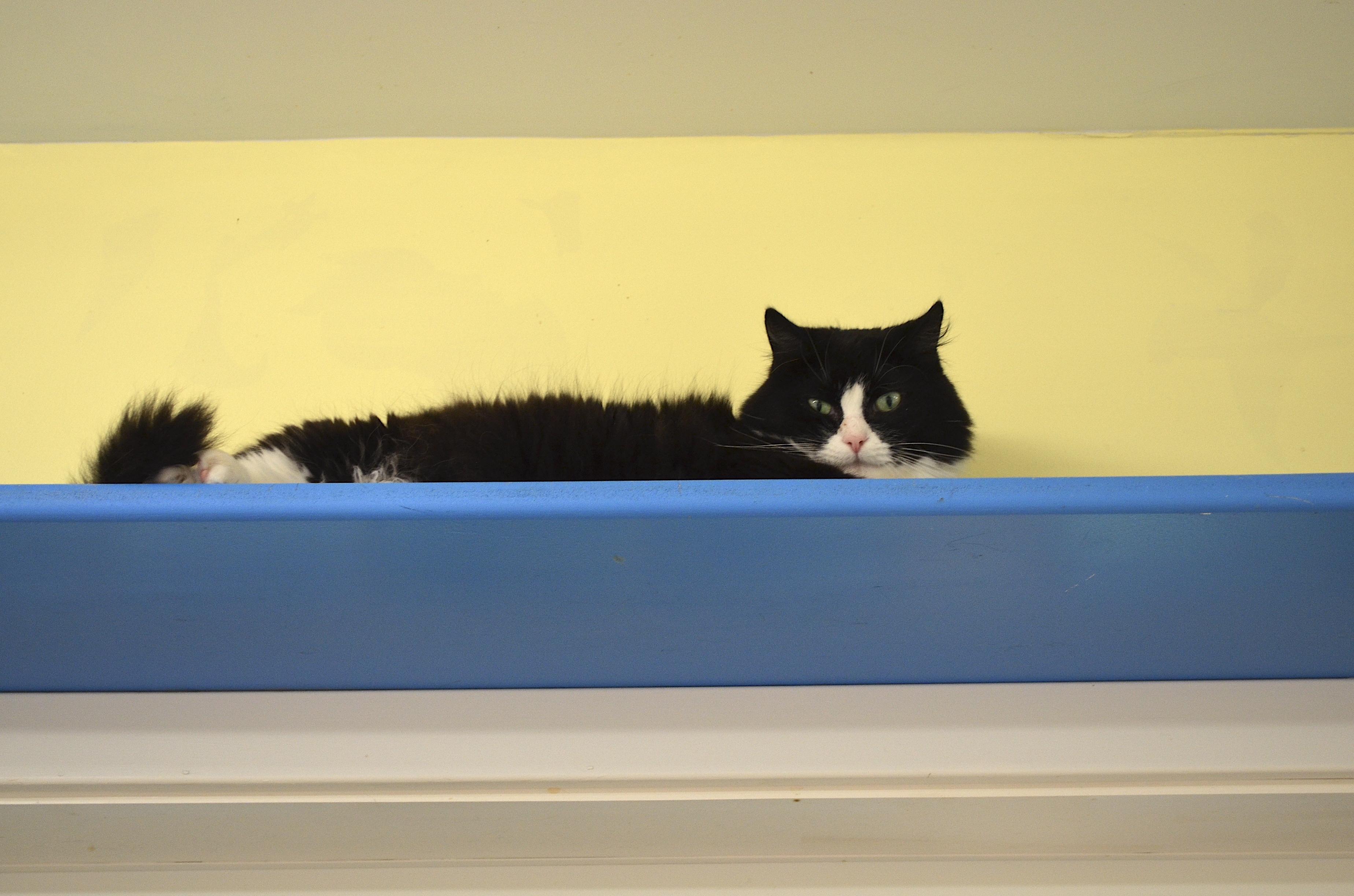 Bridget, a Adoptable Domestic Long Hair in Westbrook, CT image 2/3