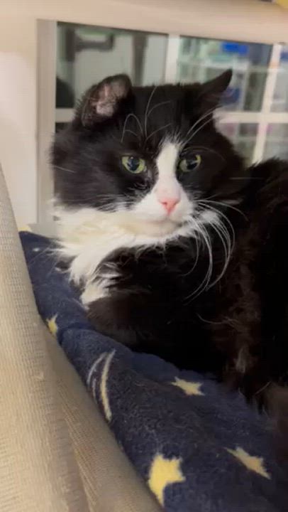 Enlarge Bridget, a Adoptable Domestic Long Hair in Westbrook, CT video 3/3