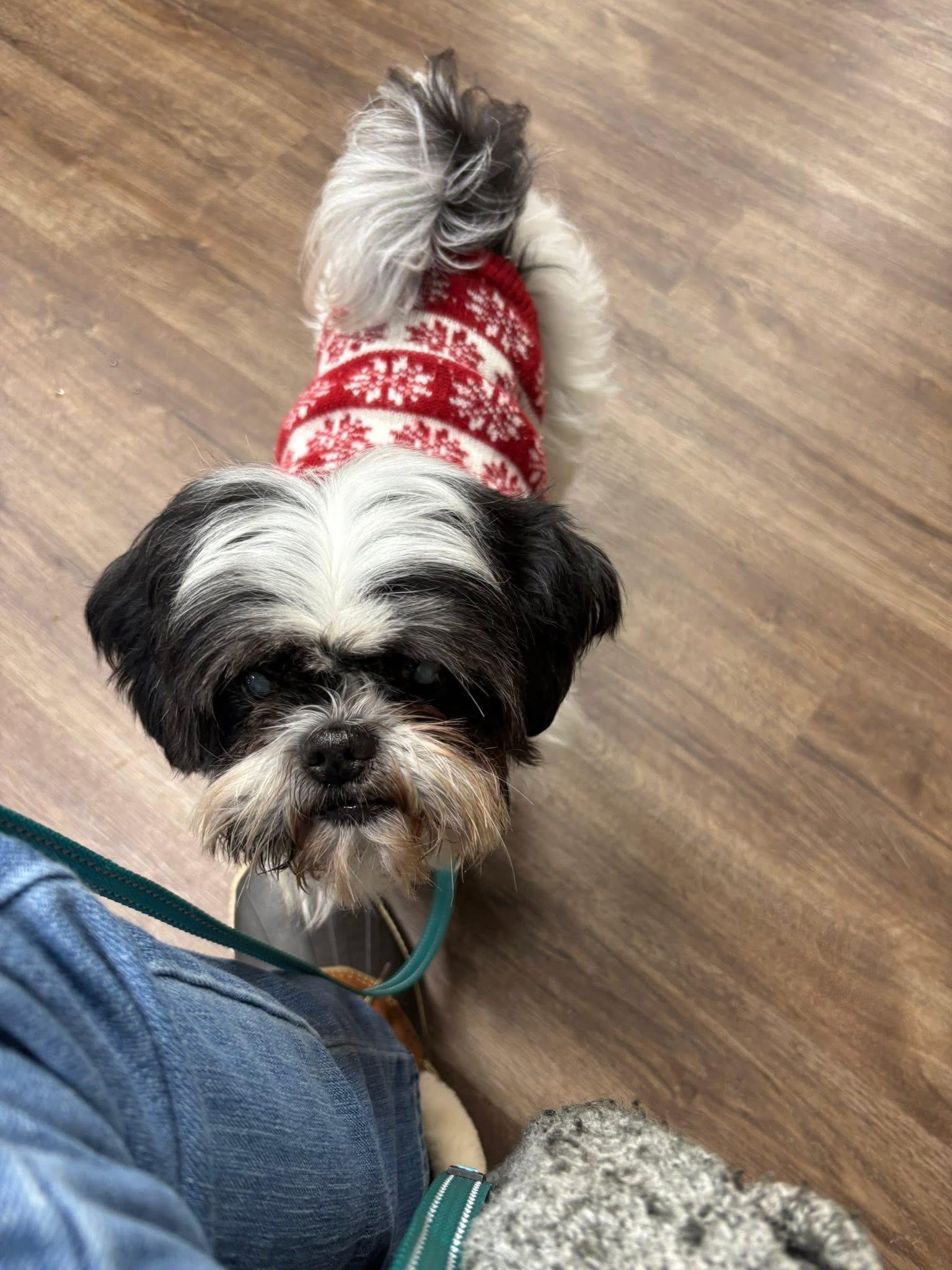 Willow, a Adoptable mixed breed in Aiken, SC image 1/5