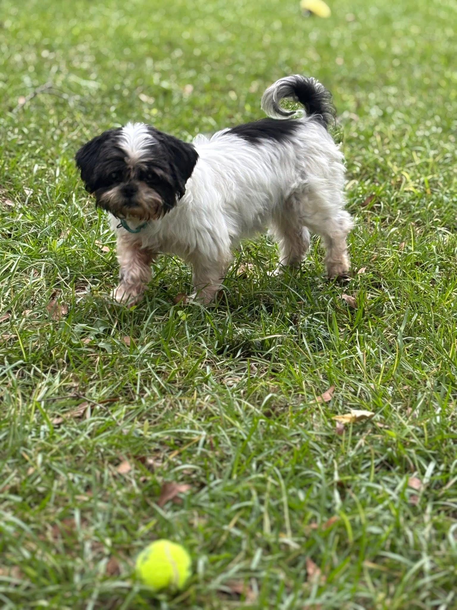 Willow