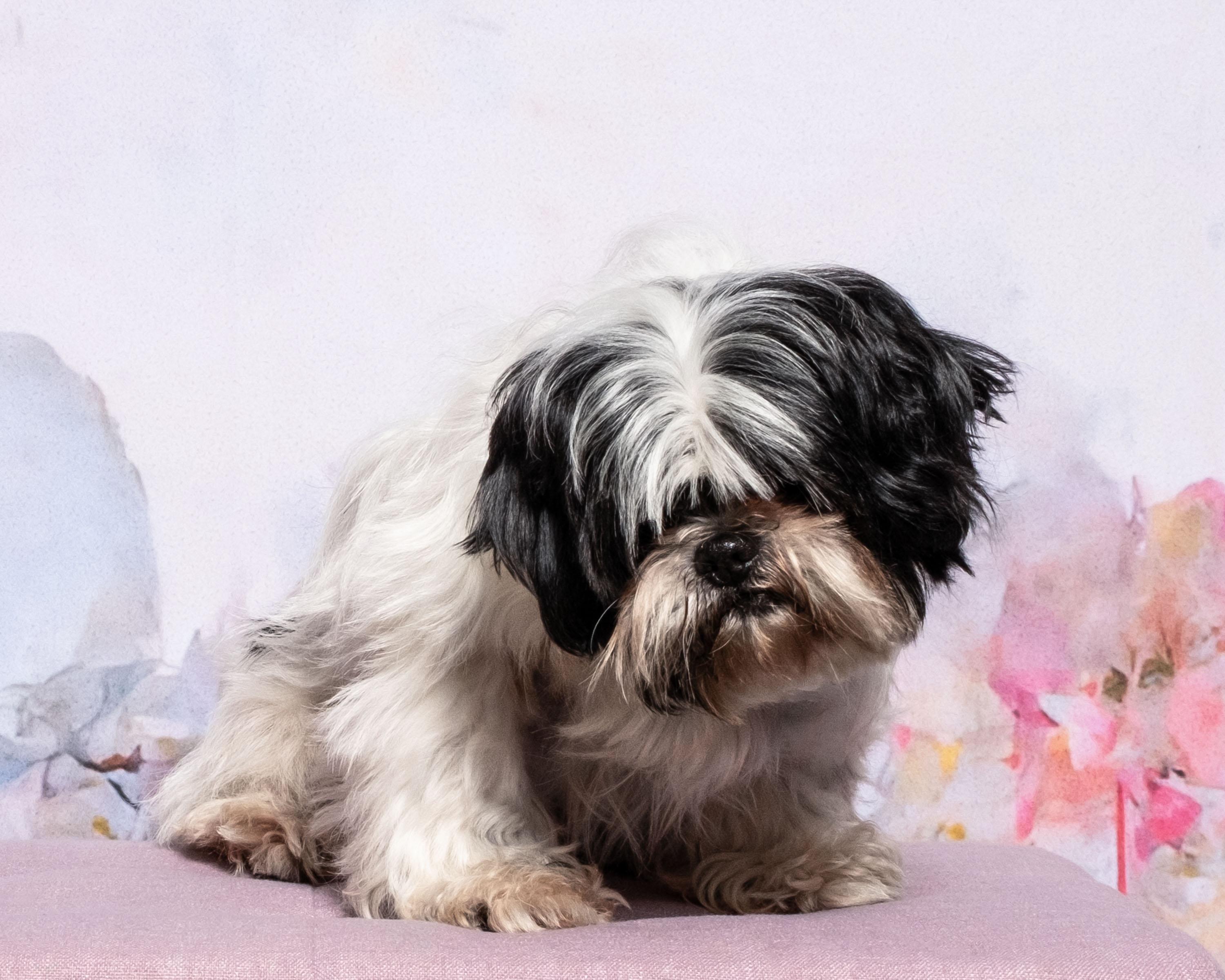 Enlarge Willow, a Adoptable mixed breed in Aiken, SC image 3/3