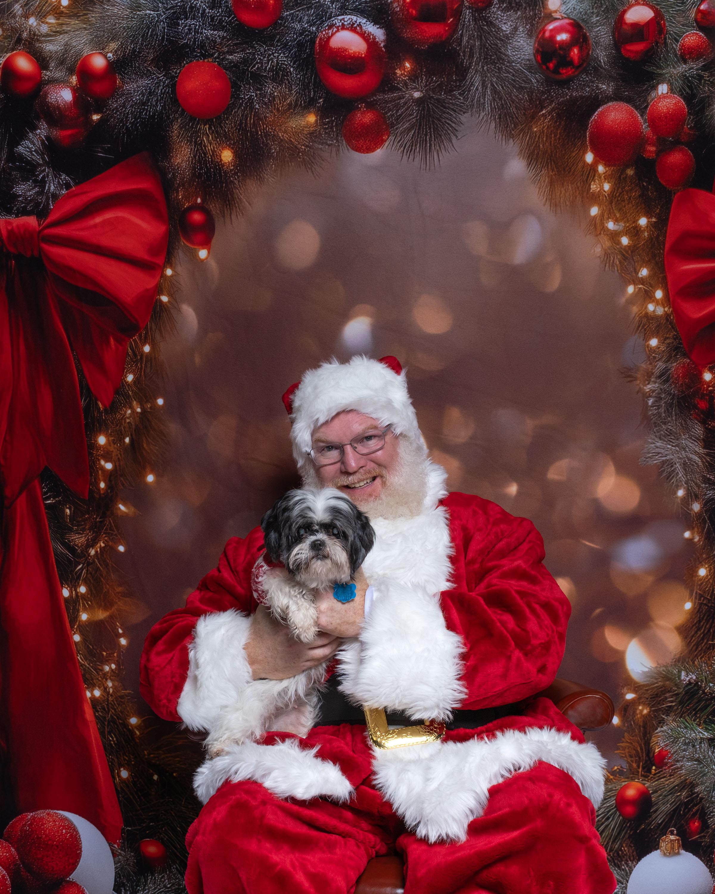 Willow, Adoptable, Senior Female Shih Tzu.