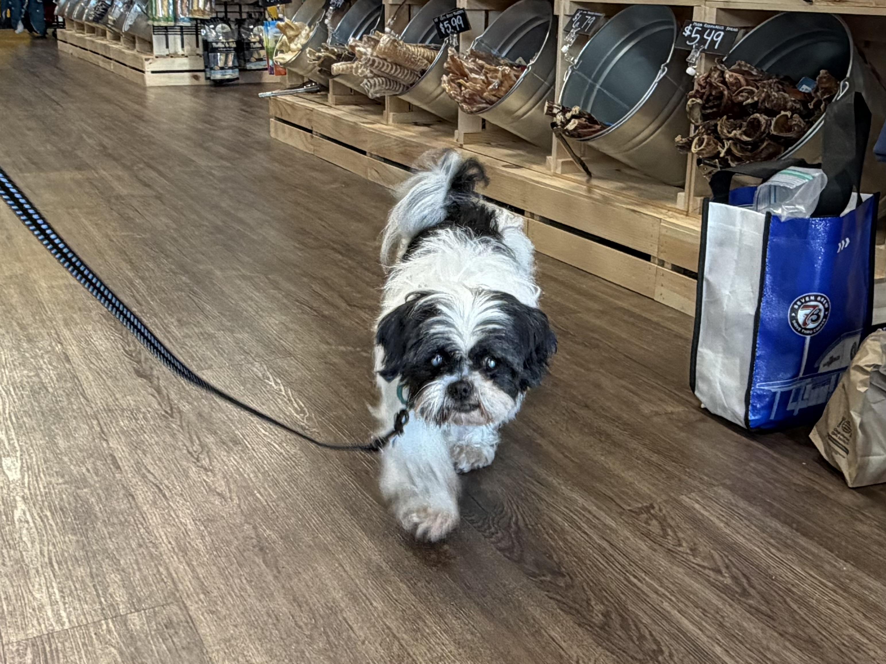 Enlarge Willow, a Adoptable mixed breed in Aiken, SC image 4/5