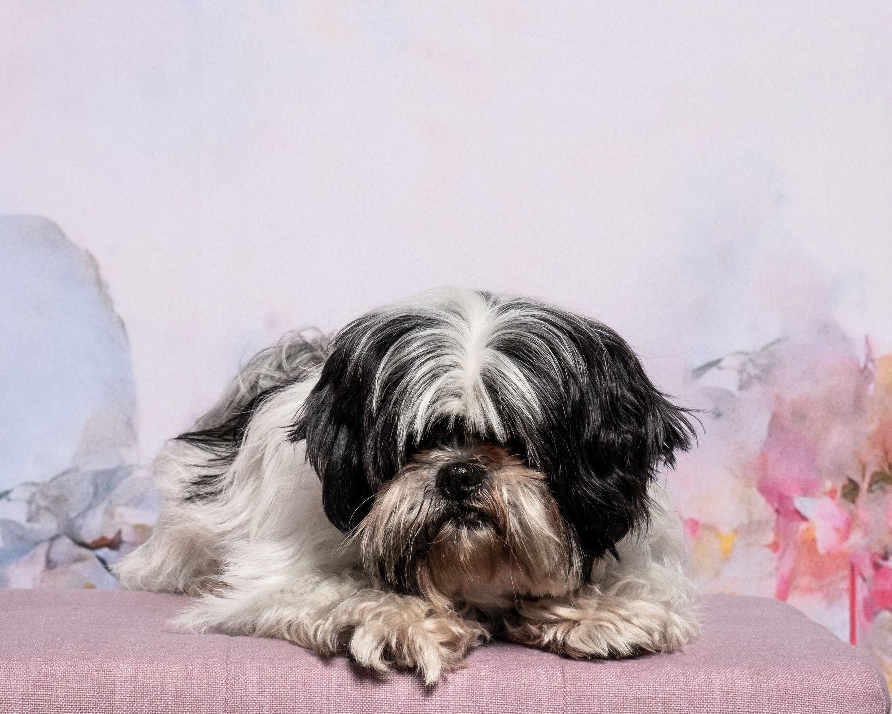 Enlarge Willow, a Adoptable mixed breed in Aiken, SC image 1/3