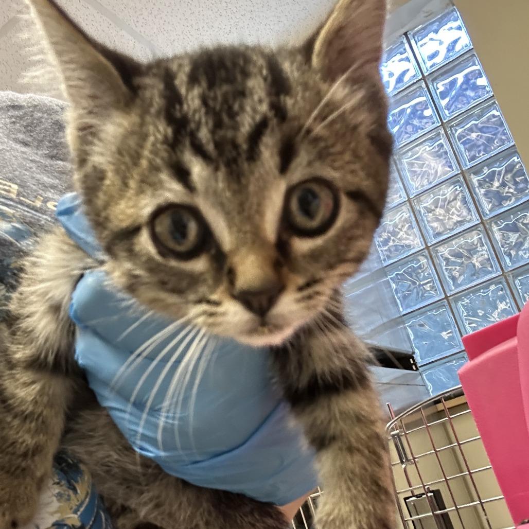 Irish Doorman, Adoptable, Kitten Male Domestic Short Hair.