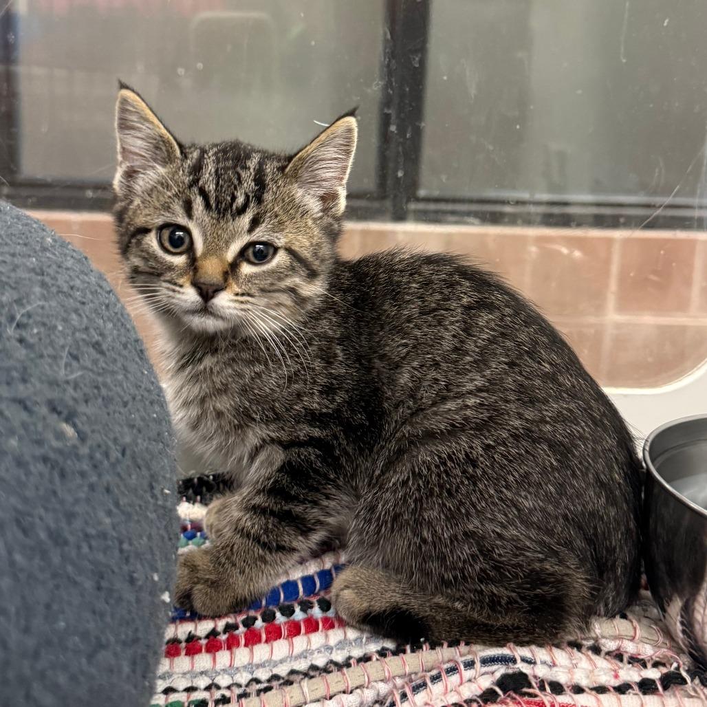 Enlarge Irish Doorman, a Adoptable Domestic Short Hair in Cheyenne, WY image 2/3