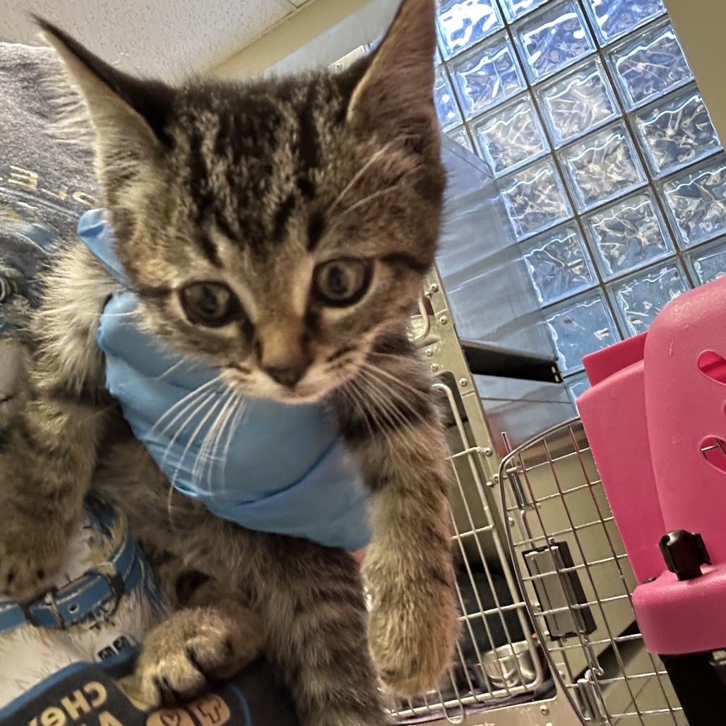 Enlarge Irish Doorman, a Adoptable Domestic Short Hair in Cheyenne, WY image 3/3