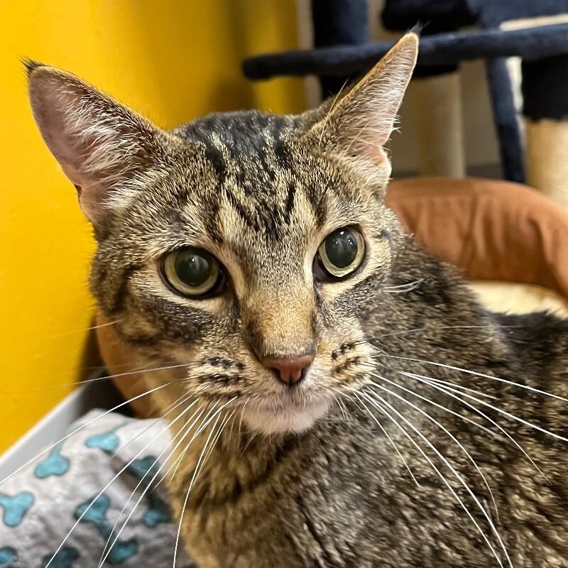 Dude, Adoptable, Adult Male Domestic Short Hair.