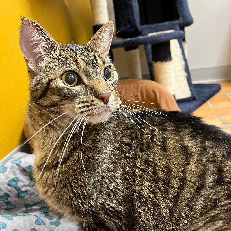 Enlarge Dude, a Adoptable Domestic Short Hair in Yankton, SD image 2/4