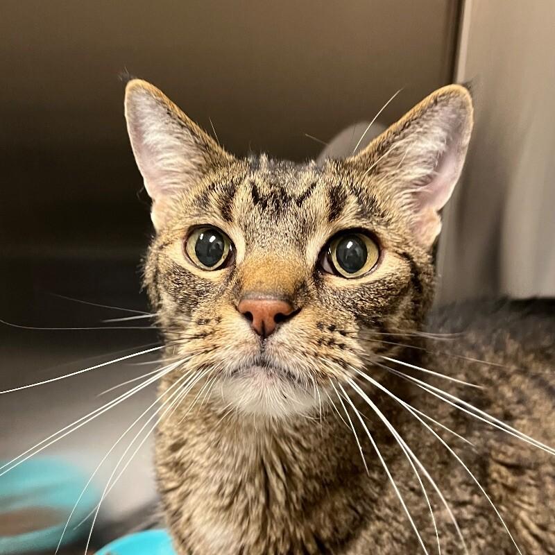 Enlarge Dude, a Adoptable Domestic Short Hair in Yankton, SD image 3/4