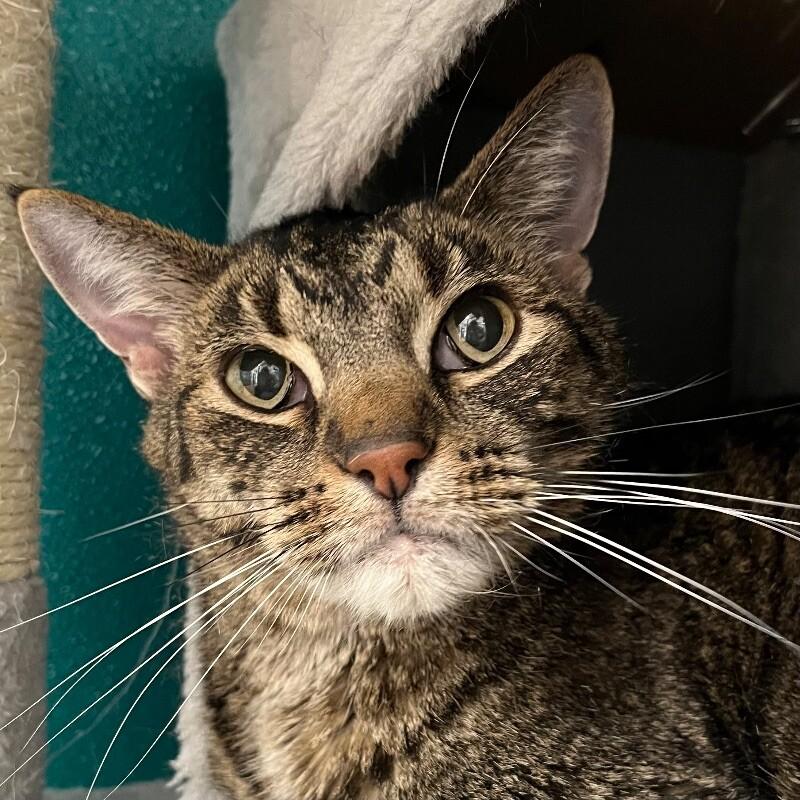 Enlarge Dude, a Adoptable Domestic Short Hair in Yankton, SD image 4/4