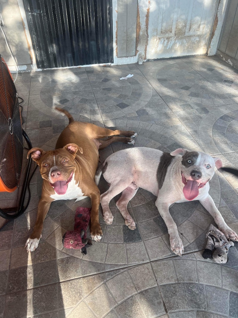 Pepe, a Adopted American Bulldog in Pittsburgh, PA image 2/6