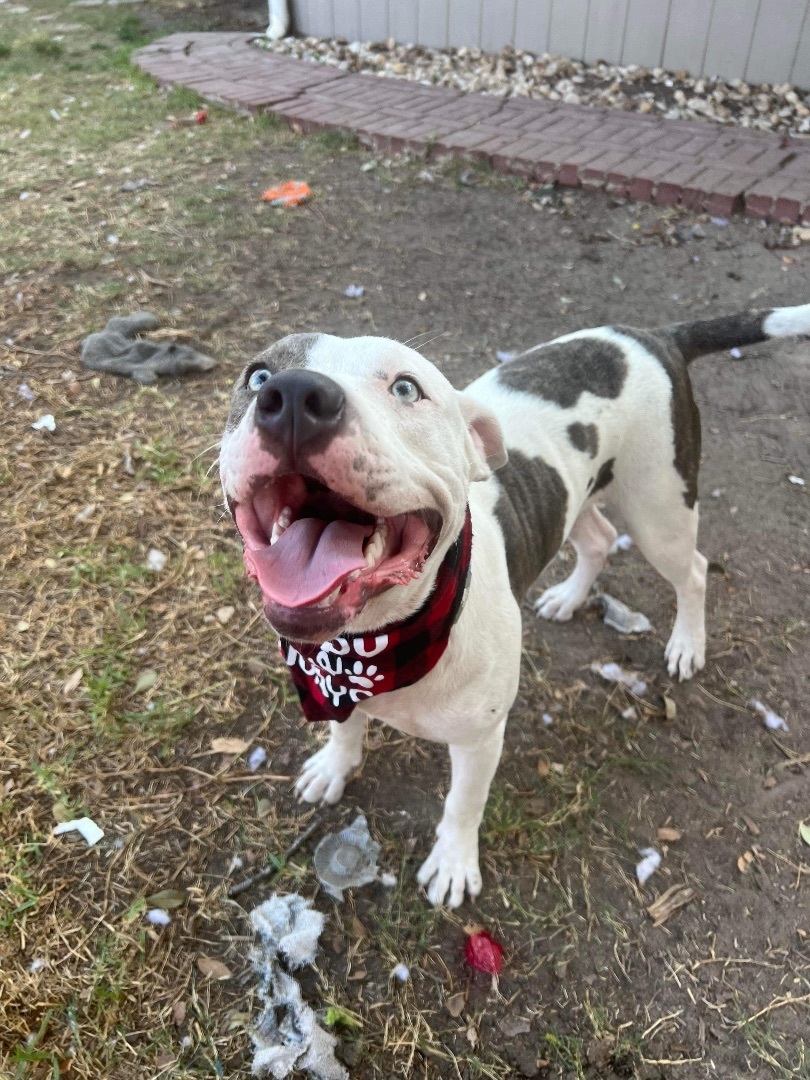 Pepe, Adopted, Puppy Male American Bulldog.