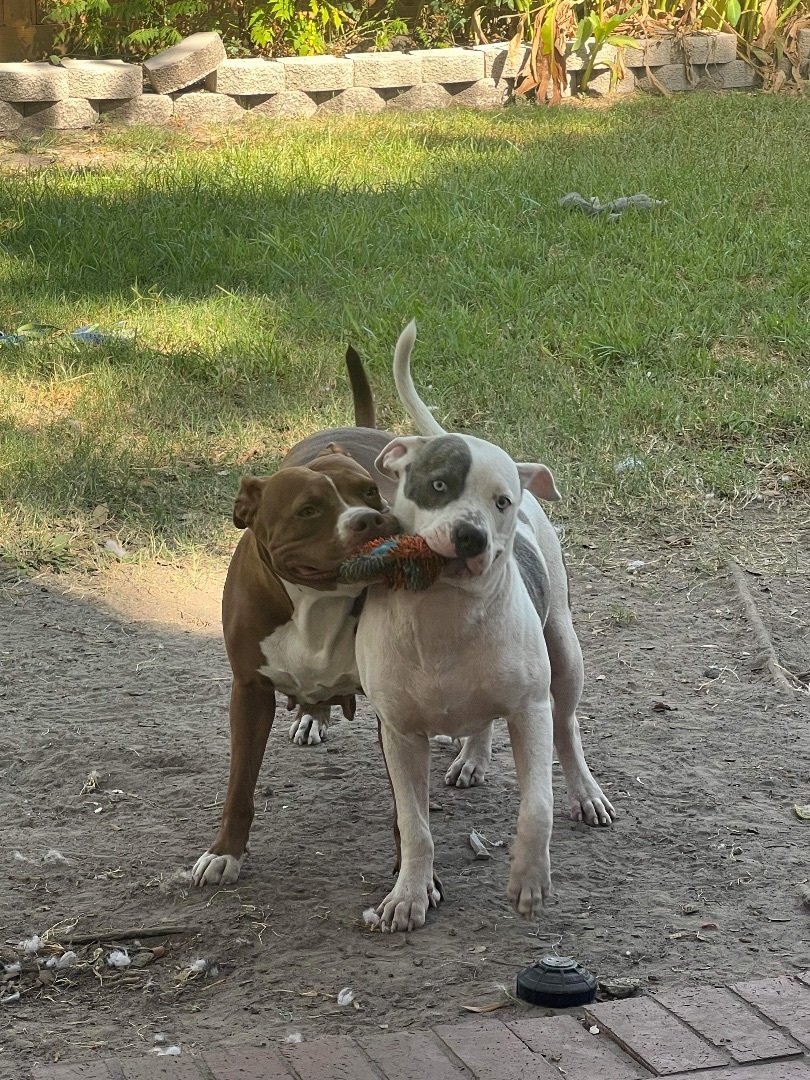 Pepe, a Adopted American Bulldog in Pittsburgh, PA image 3/6