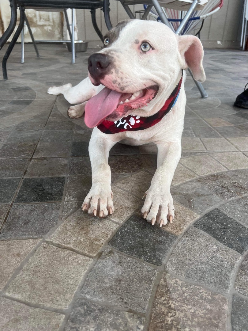 Pepe, a Adopted American Bulldog in Pittsburgh, PA image 4/6