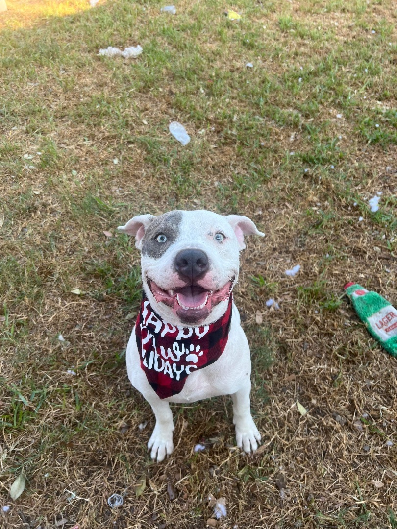Pepe, a Adopted American Bulldog in Pittsburgh, PA image 5/6
