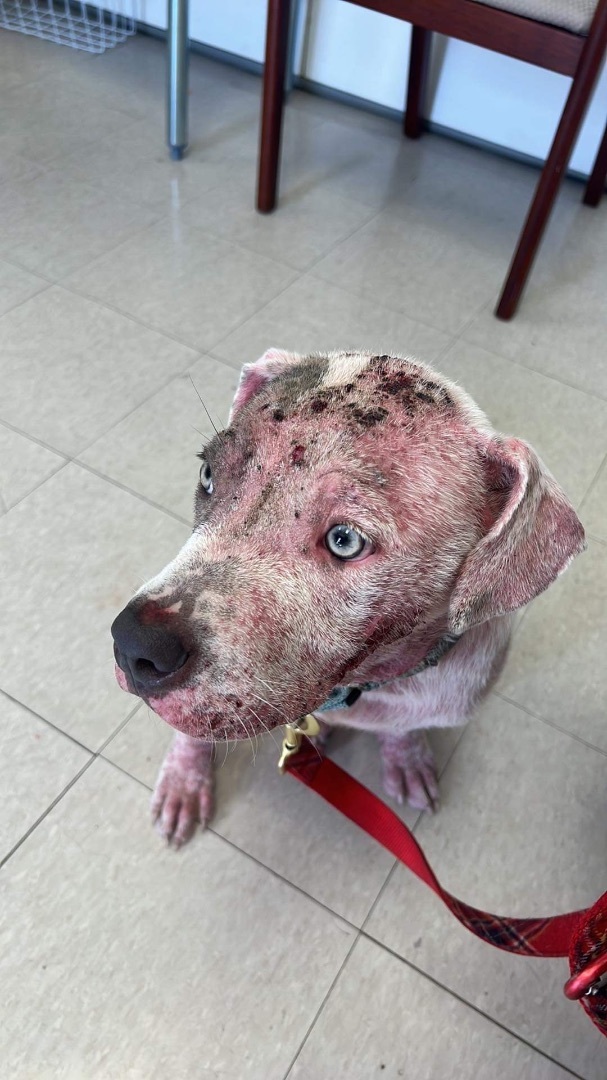 Pepe, a Adopted American Bulldog in Pittsburgh, PA image 6/6