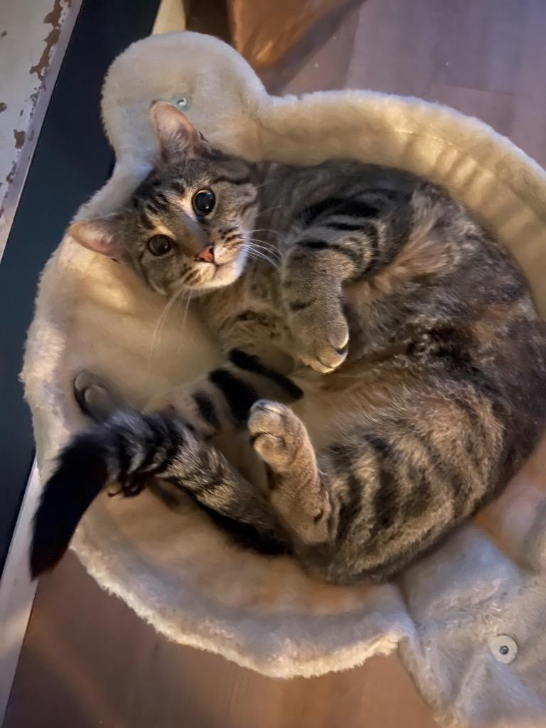 Sunny, Adoptable, Adult Female Domestic Short Hair.