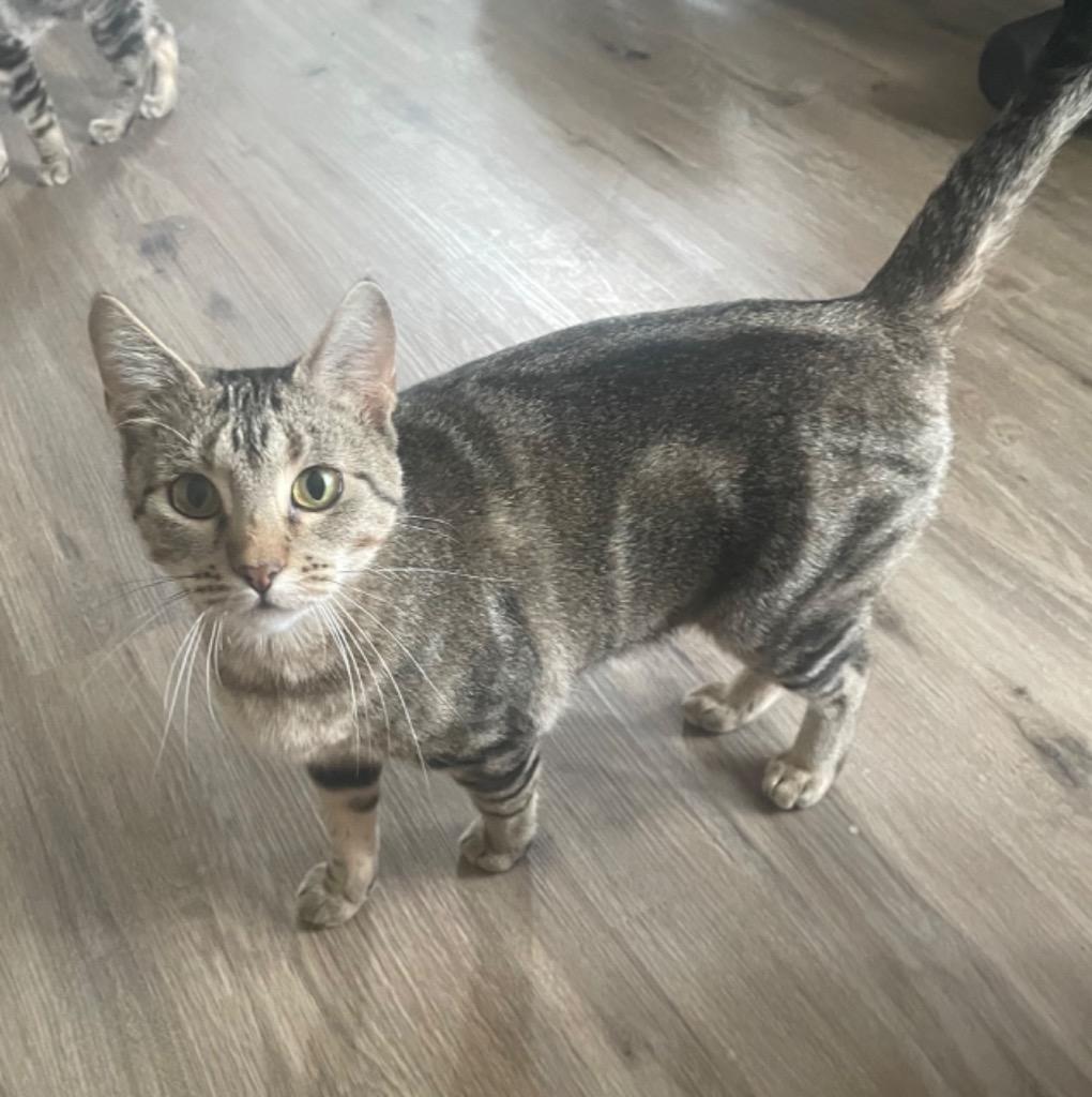 Sunny, a Adoptable mixed breed in Merriam, KS image 2/4