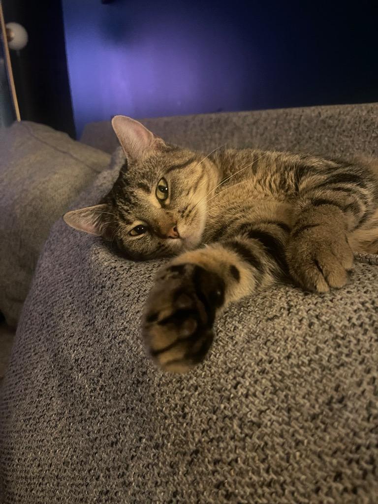 Sunny, a Adoptable mixed breed in Merriam, KS image 3/4