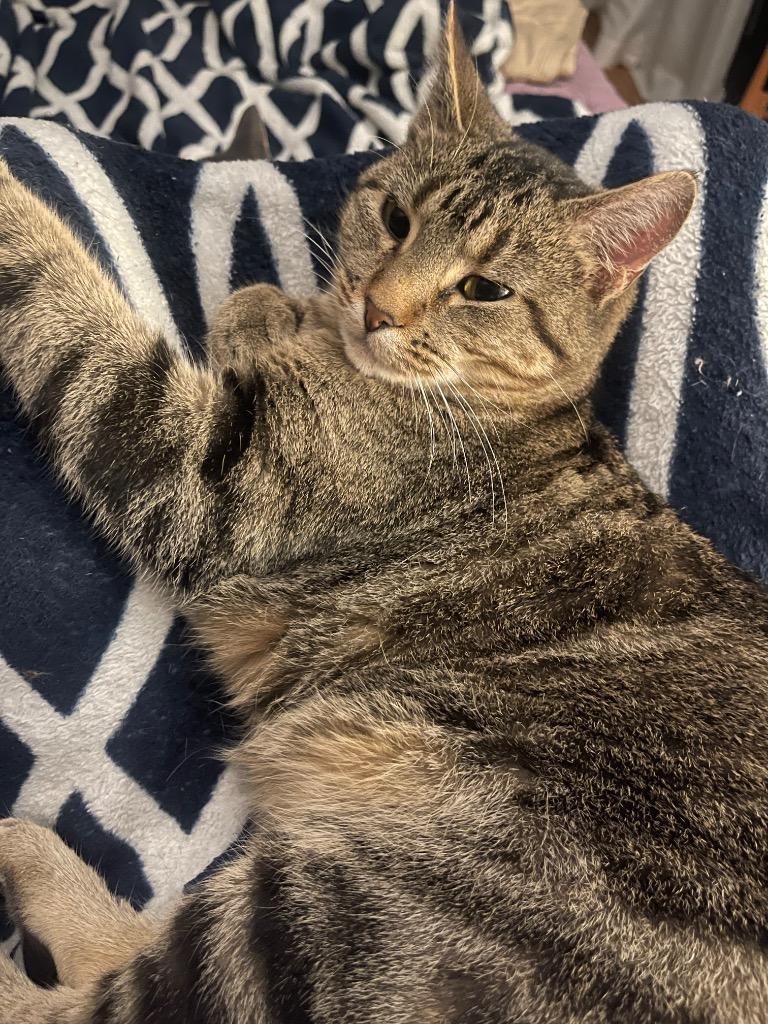 Sunny, a Adoptable mixed breed in Merriam, KS image 4/4