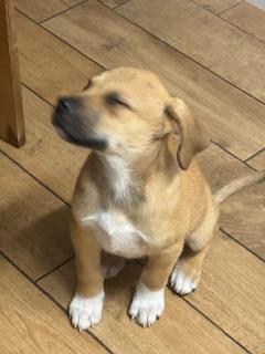 Hank, Adopted, Puppy Male Great Pyrenees & Australian Shepherd.