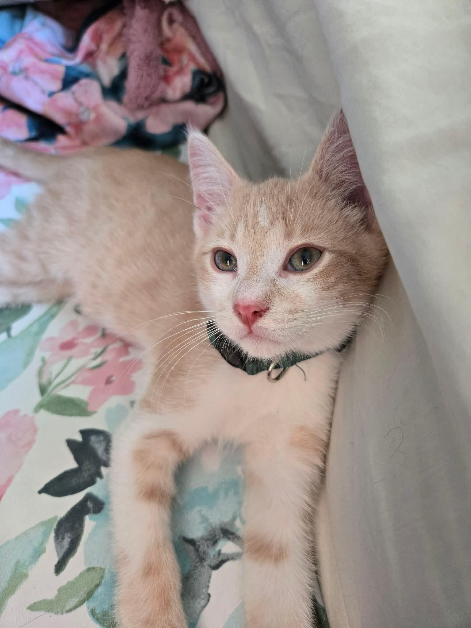 Enlarge Fletcher, a ADOPTABLE Domestic Short Hair in China Township, MI image 1/6