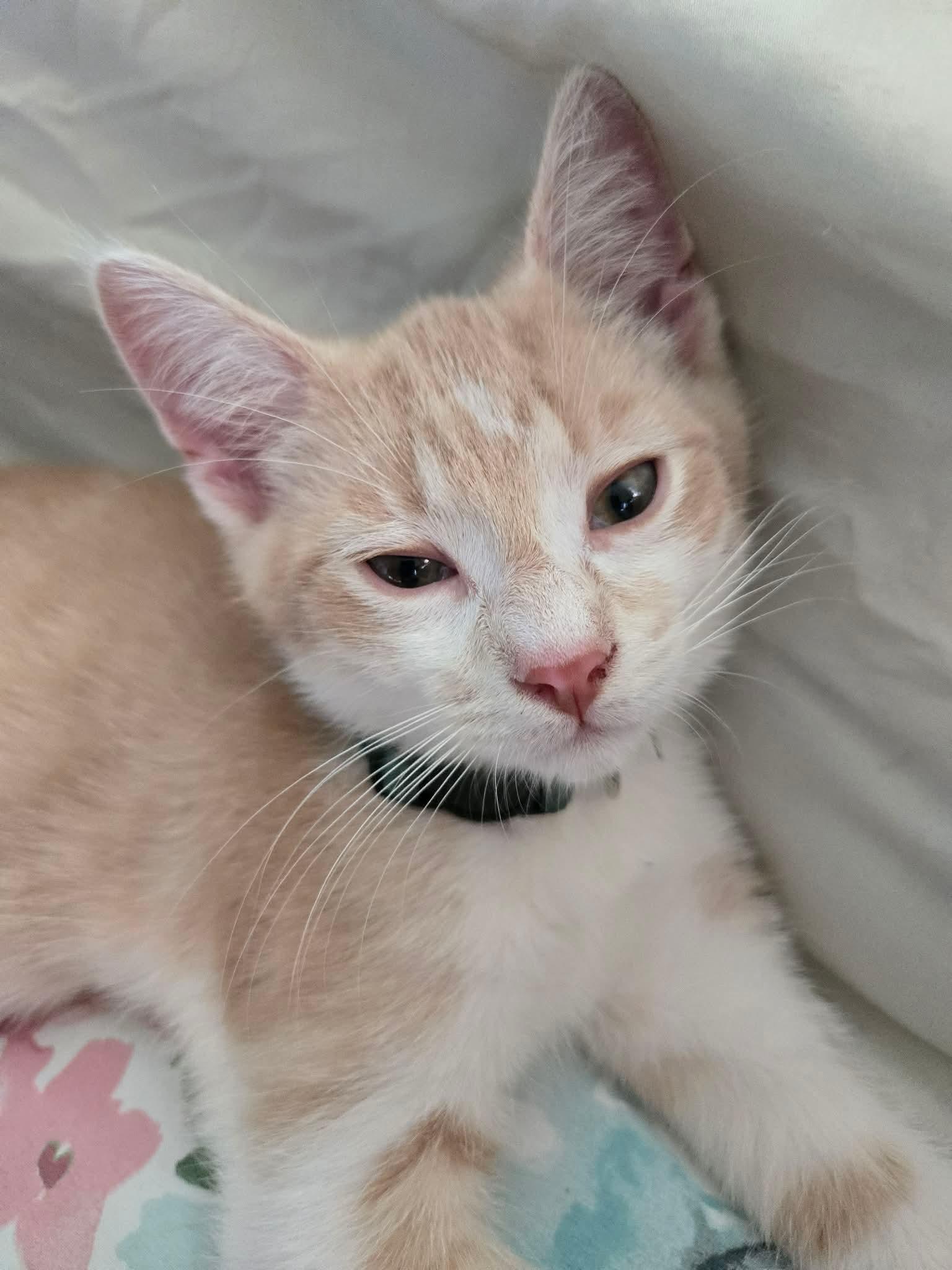 Enlarge Fletcher, a ADOPTABLE Domestic Short Hair in China Township, MI image 5/6